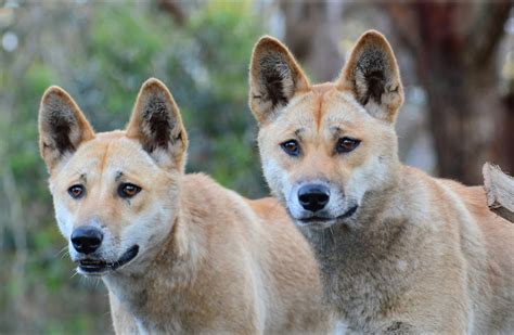are dingoes genetically similar to dogs